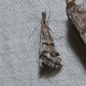 Microchilo gelastis (a Crambid moth (Crambinae)) at Freshwater Creek, VIC by WendyEM