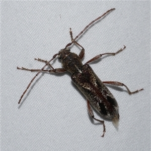 Phacodes personatus at Freshwater Creek, VIC - 18 Feb 2021