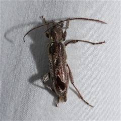 Phacodes personatus at Freshwater Creek, VIC - 18 Feb 2021