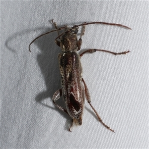 Phacodes personatus at Freshwater Creek, VIC - 18 Feb 2021 09:17 PM