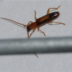 Atesta dorsalis at Freshwater Creek, VIC - 18 Feb 2021