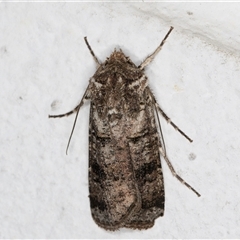 Agrotis porphyricollis (Variable Cutworm) at Melba, ACT - 12 Oct 2024 by kasiaaus