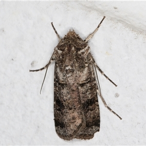 Agrotis porphyricollis at Melba, ACT - 12 Oct 2024 09:15 PM