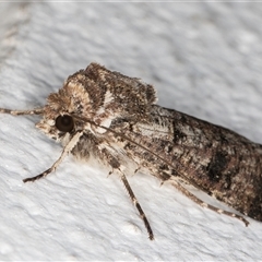 Agrotis porphyricollis at Melba, ACT - 12 Oct 2024