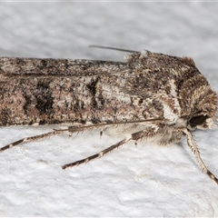 Agrotis porphyricollis at Melba, ACT - 12 Oct 2024 09:15 PM