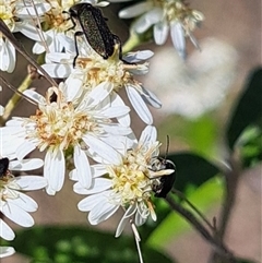 Eleale simplex (Clerid beetle) at Hackett, ACT - 13 Oct 2024 by abread111