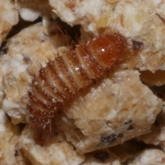 Anthrenus verbasci (Varied or Variegated Carpet Beetle) at Freshwater Creek, VIC - 18 Feb 2021 by WendyEM
