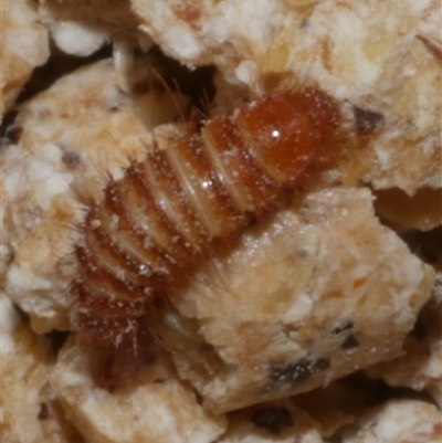Anthrenus verbasci (Varied or Variegated Carpet Beetle) at Freshwater Creek, VIC - 18 Feb 2021 by WendyEM