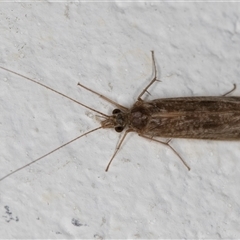 Unidentified Caddisfly (Trichoptera) at Melba, ACT - 12 Oct 2024 by kasiaaus