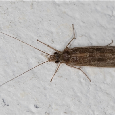 Unidentified Caddisfly (Trichoptera) at Melba, ACT - 12 Oct 2024 by kasiaaus