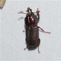 Syndesus cornutus (Stag beetle) at Freshwater Creek, VIC - 18 Feb 2021 by WendyEM