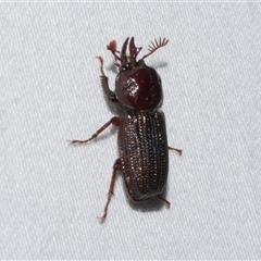 Syndesus cornutus at Freshwater Creek, VIC - 18 Feb 2021