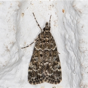 Eudonia epicryma at Melba, ACT - 13 Oct 2024