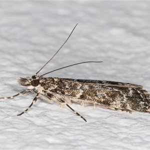 Eudonia epicryma at Melba, ACT - 13 Oct 2024