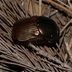 Onitis alexis (Bronze dung beetle) at Freshwater Creek, VIC - 18 Feb 2021 by WendyEM