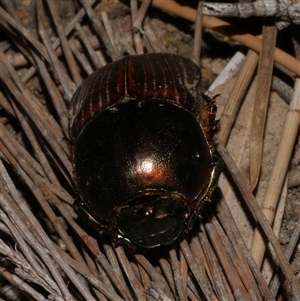 Onitis alexis at Freshwater Creek, VIC - 18 Feb 2021 09:54 PM