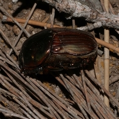 Onitis alexis at Freshwater Creek, VIC - 18 Feb 2021 09:54 PM