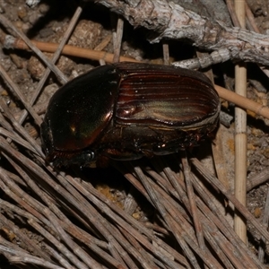 Onitis alexis at Freshwater Creek, VIC - 18 Feb 2021 09:54 PM