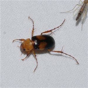 Phyllotocus bimaculatus at Freshwater Creek, VIC - 18 Feb 2021 10:46 PM