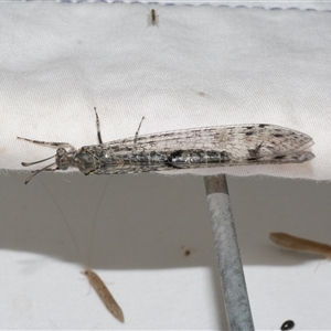 Bandidus canifrons (An Antlion Lacewing) at Freshwater Creek, VIC by WendyEM