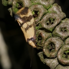 Olbonoma triptycha (Chezela Group) at Freshwater Creek, VIC - 19 Feb 2021 by WendyEM