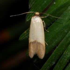 Tachystola stenoptera (A concealer moth) at Freshwater Creek, VIC by WendyEM