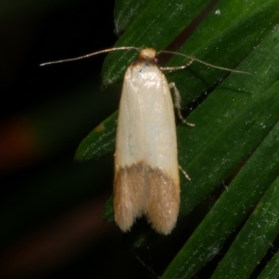 Tachystola stenoptera (A concealer moth) at Freshwater Creek, VIC - 19 Feb 2021 by WendyEM