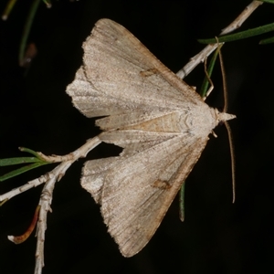 Dissomorphia australiaria at Freshwater Creek, VIC - 19 Feb 2021