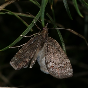 Microdes squamulata at Freshwater Creek, VIC - 19 Feb 2021