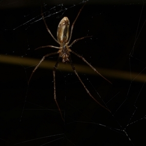 Unidentified Orb-weaving spider (several families) at Freshwater Creek, VIC by WendyEM