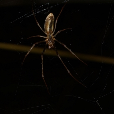 Unidentified Orb-weaving spider (several families) at Freshwater Creek, VIC - 19 Feb 2021 by WendyEM