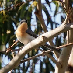 Myiagra rubecula (Leaden Flycatcher) at Tharwa, ACT - 11 Oct 2024 by RomanSoroka