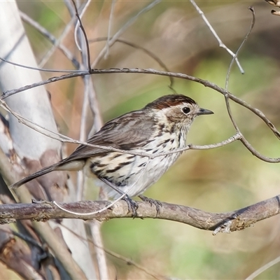 Pyrrholaemus sagittatus (Speckled Warbler) at Tharwa, ACT - 11 Oct 2024 by RomanSoroka