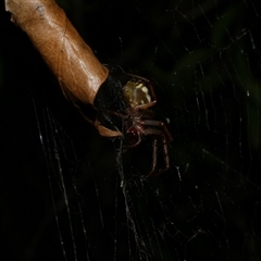 Phonognatha graeffei (Leaf Curling Spider) at Freshwater Creek, VIC - 19 Feb 2021 by WendyEM