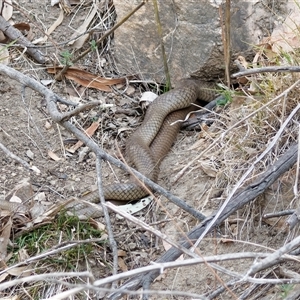 Pseudonaja textilis at Tharwa, ACT - 11 Oct 2024