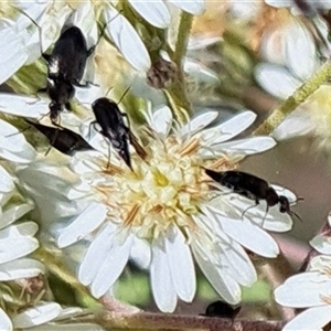 Mordellidae (family) at Hackett, ACT - 13 Oct 2024