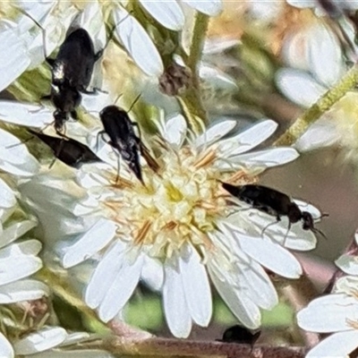 Mordellidae (family) (Unidentified pintail or tumbling flower beetle) at Hackett, ACT - 13 Oct 2024 by abread111