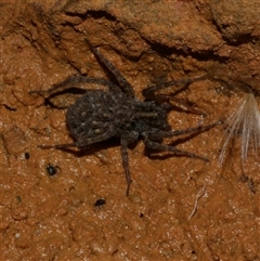 Lycosidae (family) (Wolf spider) at Freshwater Creek, VIC - 19 Feb 2021 by WendyEM