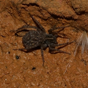 Lycosidae (family) at Freshwater Creek, VIC - 19 Feb 2021