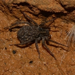 Lycosidae (family) at Freshwater Creek, VIC - 19 Feb 2021