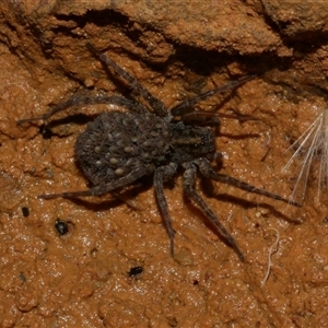 Lycosidae (family) at Freshwater Creek, VIC - 19 Feb 2021