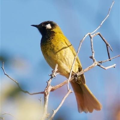 Nesoptilotis leucotis (White-eared Honeyeater) at Richardson, ACT - 10 Oct 2024 by RomanSoroka