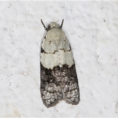 Tracholena sulfurosa (A tortrix moth) at Melba, ACT - 13 Oct 2024 by kasiaaus