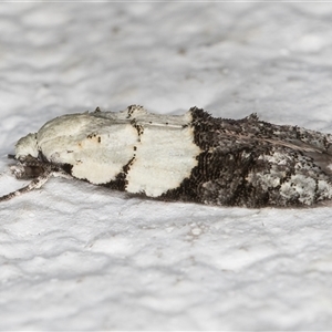 Tracholena sulfurosa at Melba, ACT - 13 Oct 2024 08:21 PM