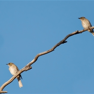 Caligavis chrysops at Richardson, ACT - 10 Oct 2024