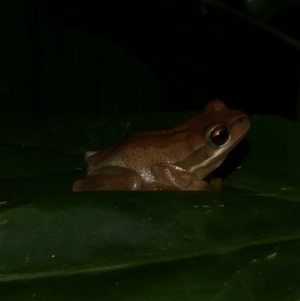 Litoria ewingii at Freshwater Creek, VIC - 19 Feb 2021 10:39 PM