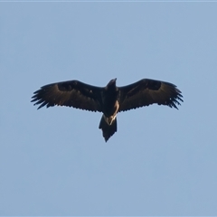 Aquila audax (Wedge-tailed Eagle) at Symonston, ACT - 28 Sep 2024 by RomanSoroka