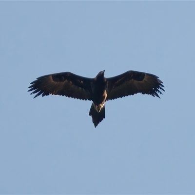 Aquila audax (Wedge-tailed Eagle) at Symonston, ACT - 28 Sep 2024 by RomanSoroka