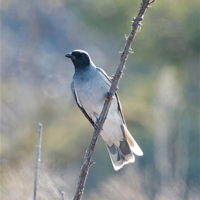 Coracina novaehollandiae (Black-faced Cuckooshrike) at Symonston, ACT - 28 Sep 2024 by RomanSoroka