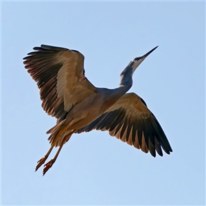 Egretta novaehollandiae at Symonston, ACT - 28 Sep 2024